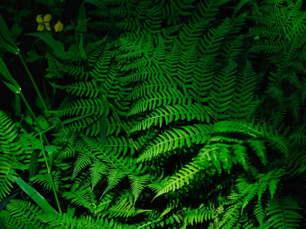 Fougère Dans Forêt Été — Photo