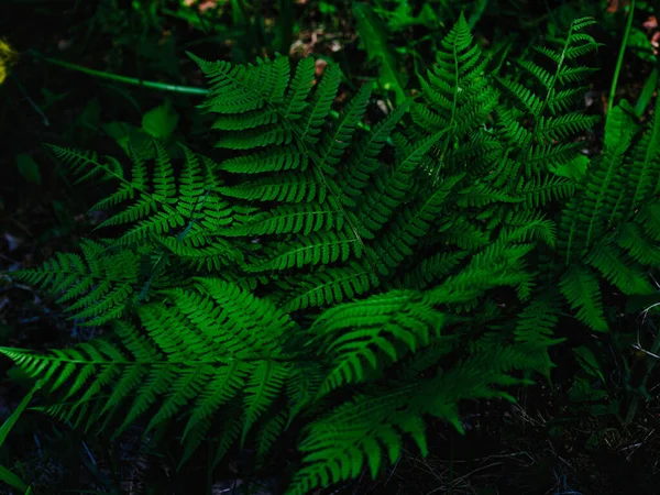 Saniainen Kasvi Kesällä Metsässä — kuvapankkivalokuva