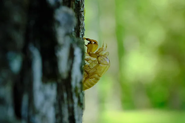 Zikaden Muschel Auf Baum Sommer — Stockfoto