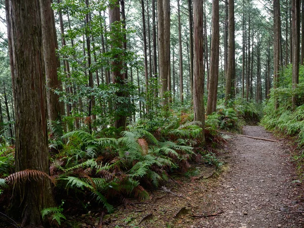 Kumano Kodo Wakayama Japan — Stok fotoğraf