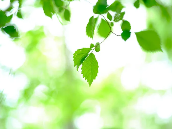 Grüne Blätter Für Den Boden — Stockfoto