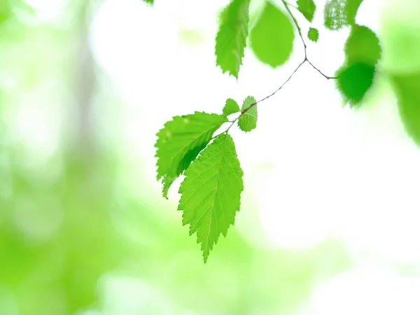 Gröna Blad För Bakgrund — Stockfoto