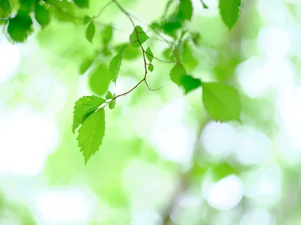 Grüne Blätter Für Den Boden — Stockfoto
