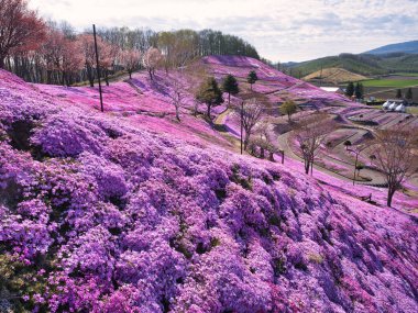 İlkbaharda hokkaido 'da yosun filizi