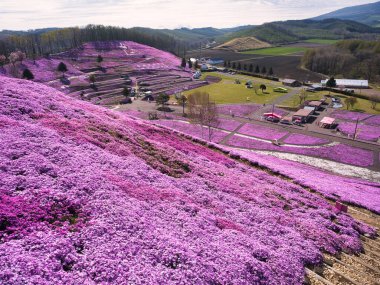 İlkbaharda hokkaido 'da yosun filizi