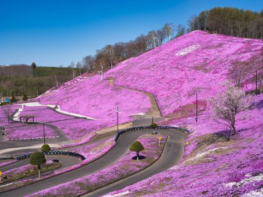 İlkbaharda hokkaido 'da yosun filizi