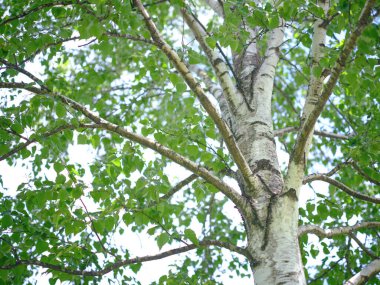 Hokkaido 'da beyaz huş ağacı