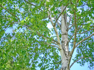 Hokkaido 'da beyaz huş ağacı