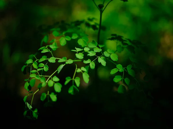Grüne Blätter Sommer Hokkaido — Stockfoto