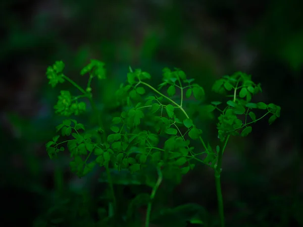 Grüne Blätter Sommer Hokkaido — Stockfoto