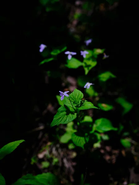 Violettes Fleur Dans Summe Hokkaido — Photo