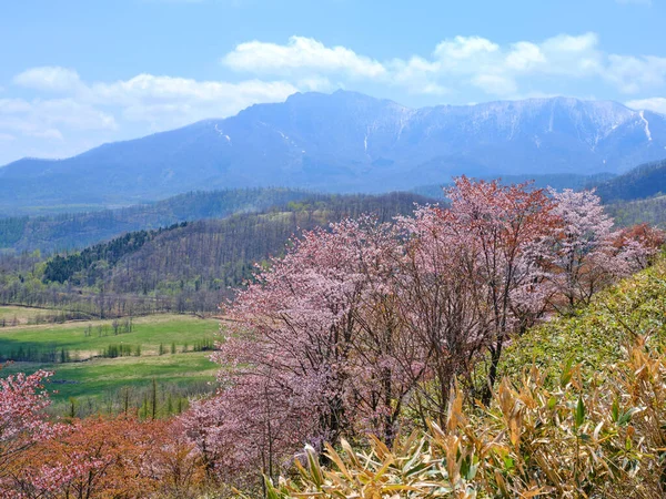 Třešňové Květy Jaře Hokkaido — Stock fotografie