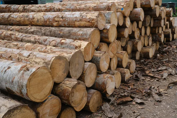 Japonya 'da kereste deposu.