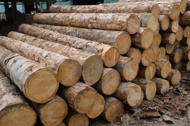 Japonya 'da kereste deposu.