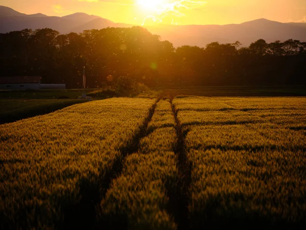 Champ Blé Coucher Soleil Été — Photo