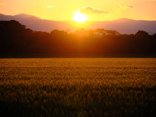 Campo Grano Tramonto Estate — Foto Stock