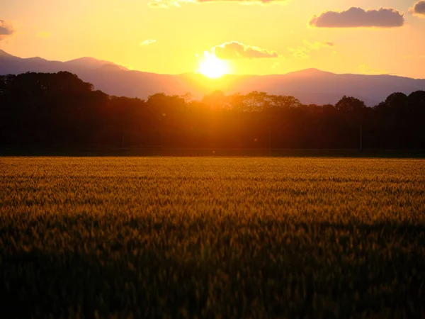 Pšeničné Pole Západ Slunce Létě — Stock fotografie
