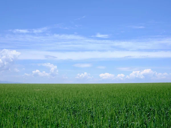 Campo Trigo Cielo Azul — Foto de Stock