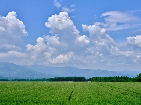 Cielo Azul Campo Verde — Foto de Stock