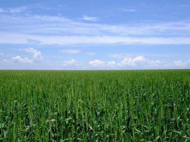 Buğday tarlası ve mavi gökyüzü