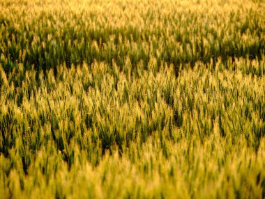 Yazın buğday tarlası Hokkaido