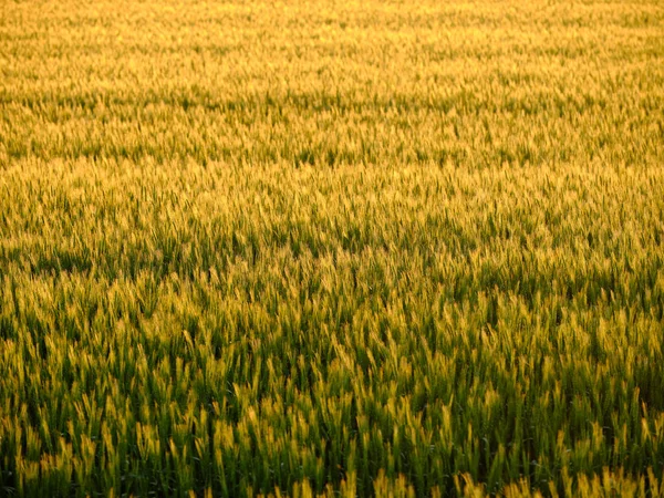 Vetefält Sommaren Hokkaido — Stockfoto