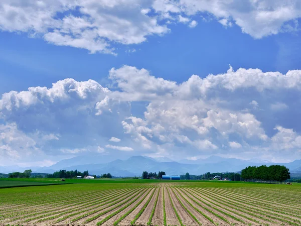 Cielo Azul Campo Verde — Foto de Stock