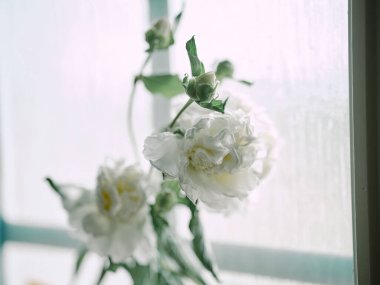 Pencerenin yanındaki beyaz gül