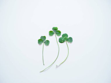 beyaz arkaplan ve yeşil yonca