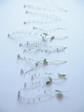 beyaz arkaplan ve yeşil bitki