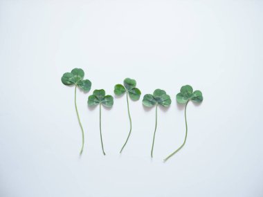 beyaz arkaplan ve yeşil yonca