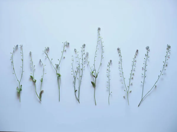 Witte Achtergrond Groene Plant — Stockfoto
