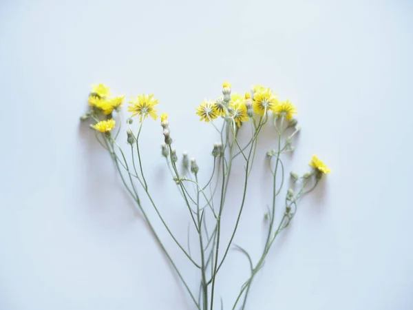 Flor Amarilla Sobre Fondo Blanco — Foto de Stock
