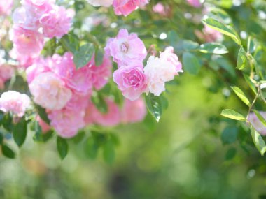 Bahçede pembe ve beyaz gül