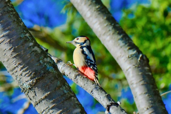 Great Spotted Woodpecker Autumn — Stock Photo, Image