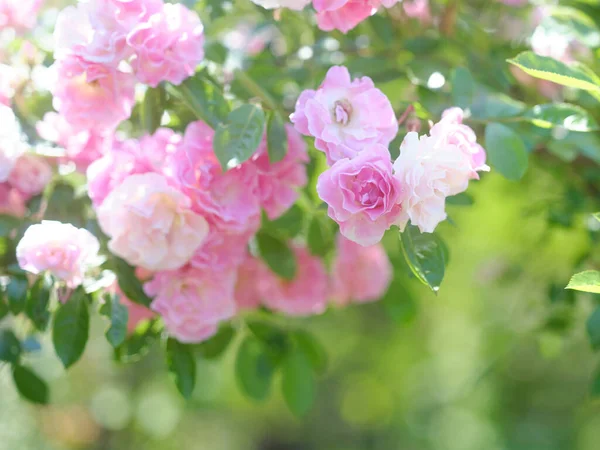 Rosa Rosa Branca Jardim — Fotografia de Stock