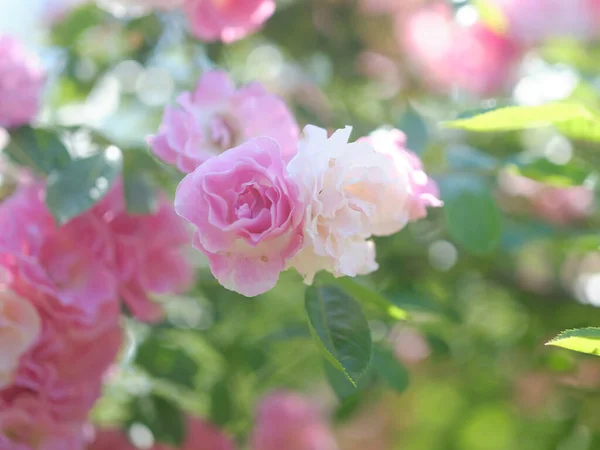 Rosa Rosa Branca Jardim — Fotografia de Stock