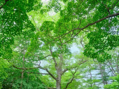 Yazın yeşil orman Hokkaido