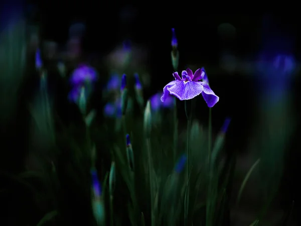 Hermoso Iris Verano Japón —  Fotos de Stock