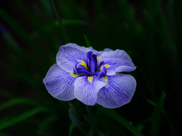 Vacker Iris Sommaren Japan — Stockfoto