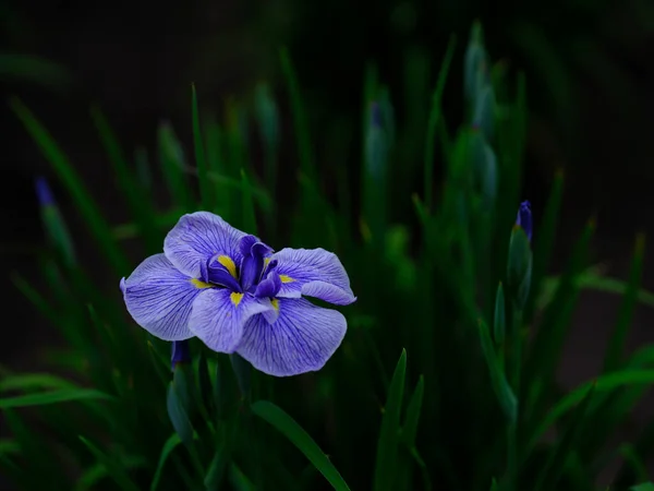 Beau Iris Été Japon — Photo