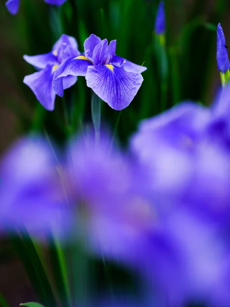 Beau Iris Été Japon — Photo