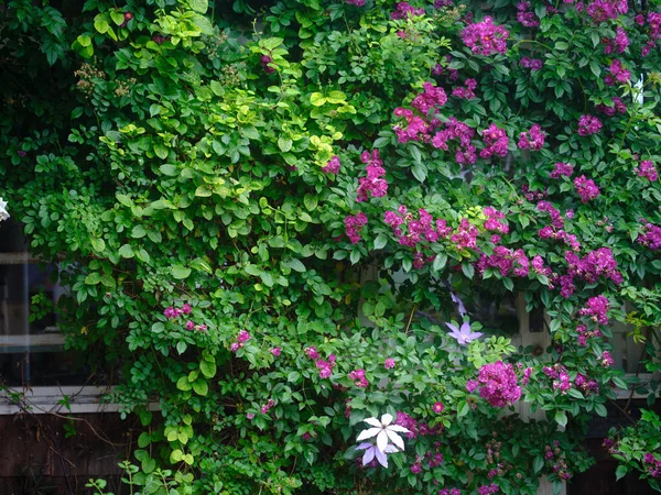 Krásné Květiny Blízkosti Domu — Stock fotografie