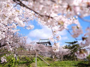 Matsumae Hokkaido 'da kiraz çiçekleri