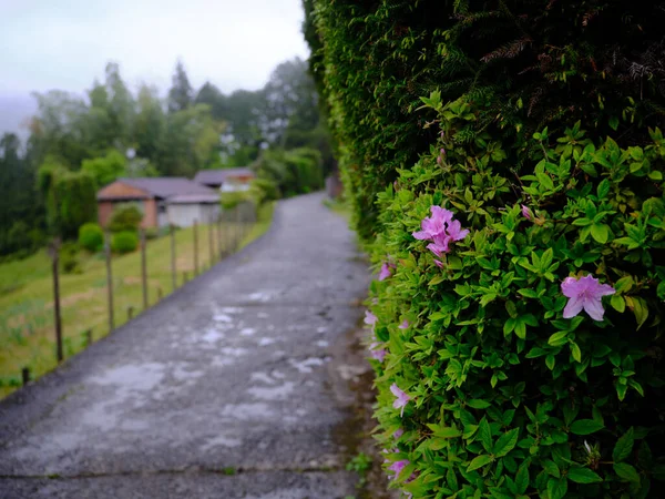 Paysage Rural Japonais Wakayama — Photo