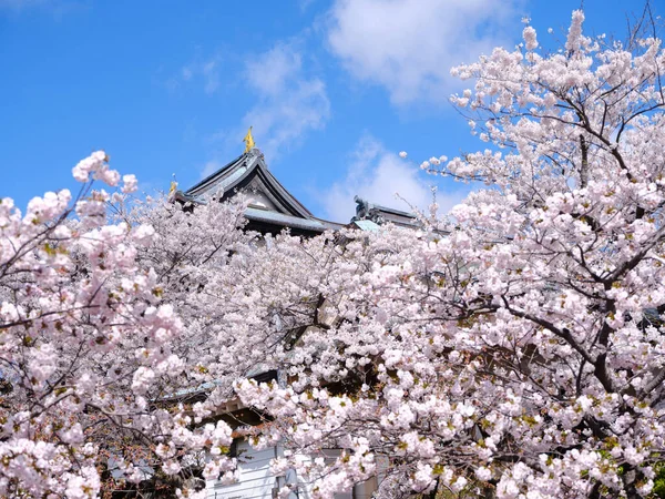 Flores Cereja Matsumae Hokkaido — Fotografia de Stock