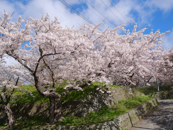 Цветение Вишни Мацумаэ Хоккайдо — стоковое фото