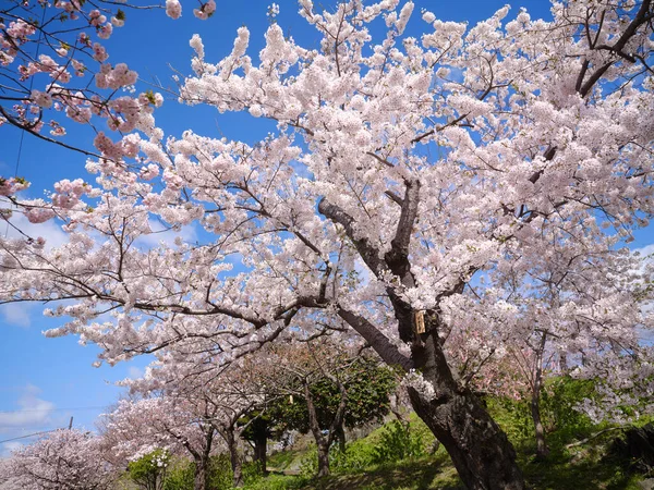Třešňové Květy Matsumae Hokkaido — Stock fotografie