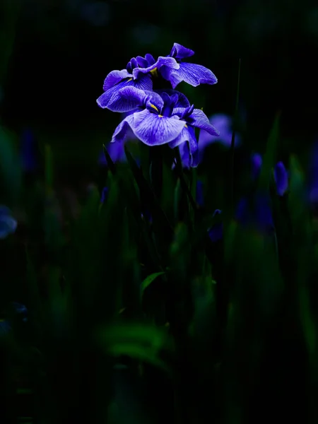 Schöne Iris Sommer Japan — Stockfoto