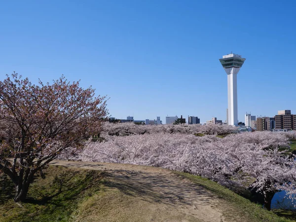 Körsbärsblommor Vårhakodat — Stockfoto